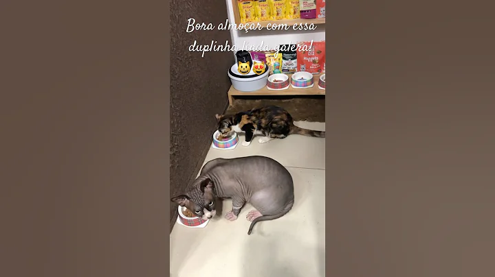 Watch the video about Gatos da raça sphynx convivem muito bem com outros gatos! #sphynx #gatos #sphynxcat #gatosfofos