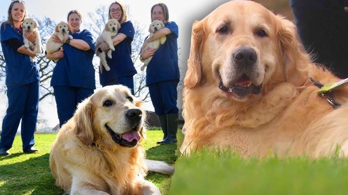 Golden Retriever Dog Father Has Fathered 323 Puppies