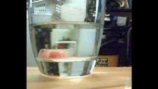 Timelapse Growing Gummy Bear
