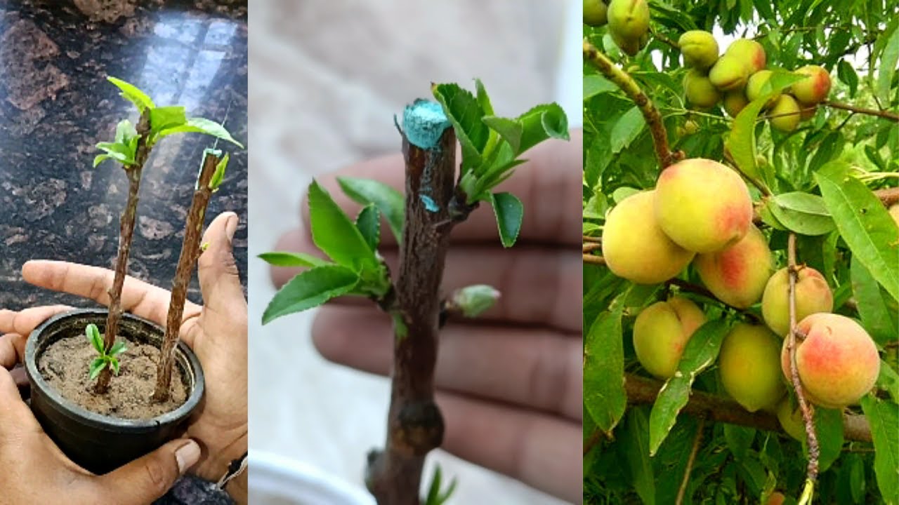 आड़ू को कटिंग से कैसे उगाएं || How to Grow Peach From cutting