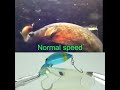 実際のスピードです・アタックが見えない状態でアワセられるかなぁ～