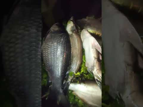 প্রায় ৩০ কেজি ওজনের মাছ , what a big fish 🐠😱 #fishing #nature #food #amazing #beach #farming