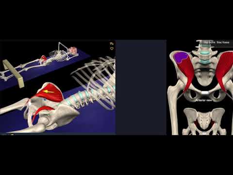 Видео: Абдуктор Hallucis мускулна анатомия, функция и диаграма - Карти на тялото
