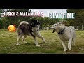 Husky and Malamute playing with no cares in the world