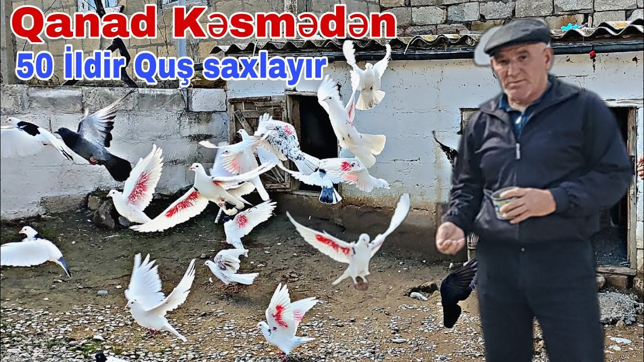 50 İldir Quş saxlayır Qanad Kəsmədən Rəsulov Mahmud    (Mərəzə)