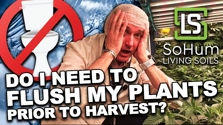 When Do I Need To Flush My Plants Prior to Harvest?
