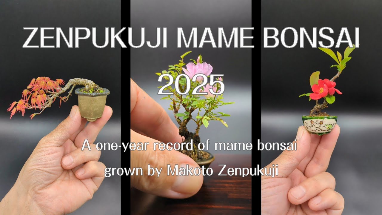 ZENPUKUJI MAME BONSAI, 2025 — One Year of Mame Bonsai