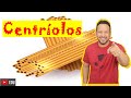 Centríolos - Definição, Características e Funções - Organelas Citoplasmáticas - Citologia