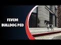 Transform Your FiveM Gameplay with the Custom Bulldog Ped!