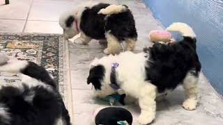 Prairie Hill Puppies - Mini Sheepadoodle Puppies For Sale - Darcy and Sarge