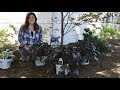 Planting Black Pearl Heuchera // Garden Answer