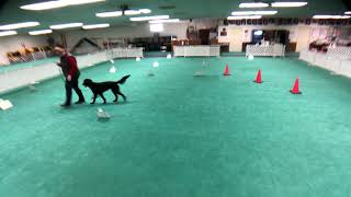 Cheeky akc rally intermediate course 1
