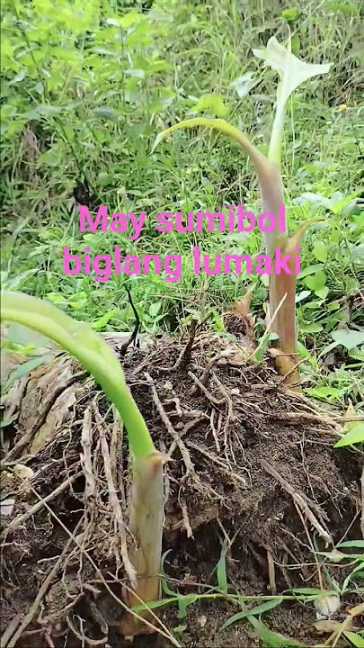 Part342 May sumibol biglang lumaki #shorts