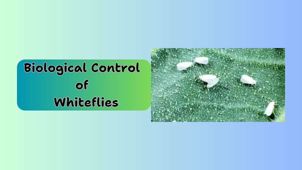 Biological Control of Whiteflies - YouTube