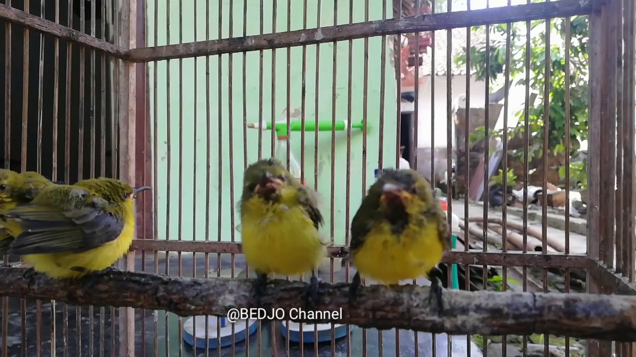 Anakan burung sogok ontong 
