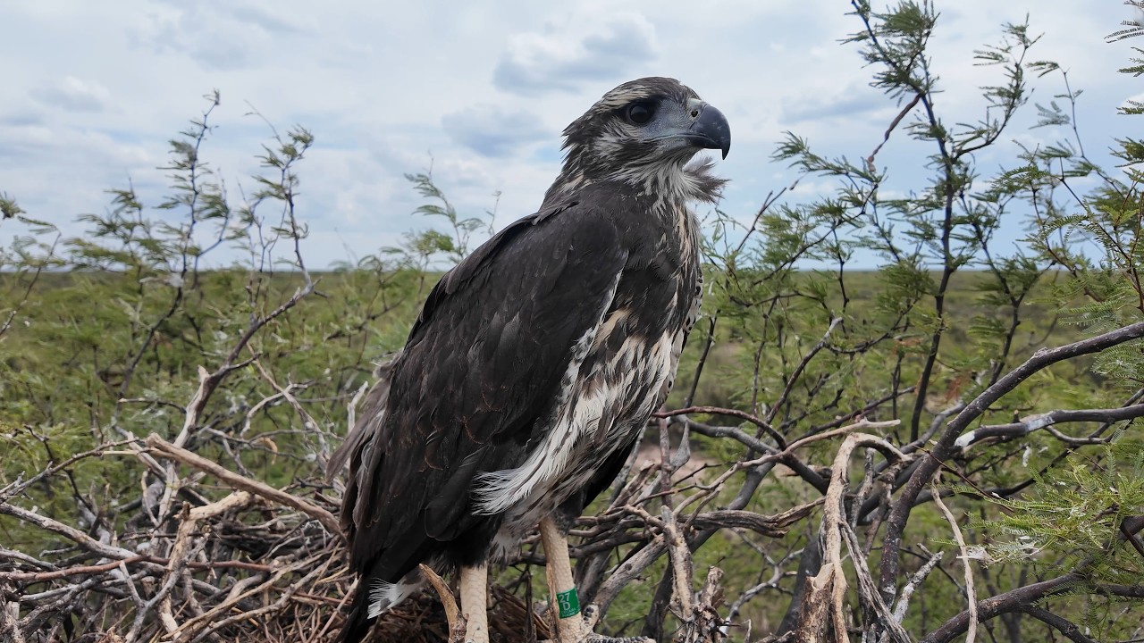 Nido Águila Coronada - Live Stream