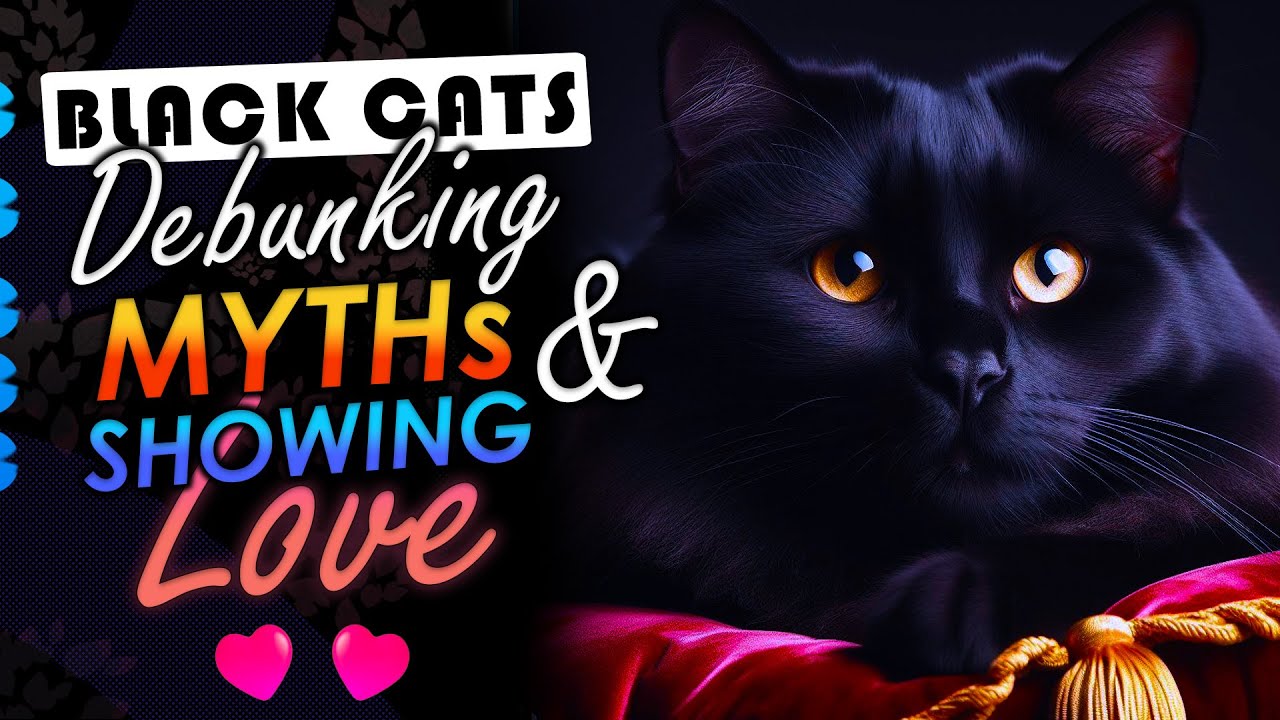 Black Cats   Debunking the Myths and Showing the Love