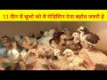 S1#11 दिन में ये नए मेडिसिन का कोर्स चूजो को जरूर कराना(RIR,Local and sonali chicken farming)