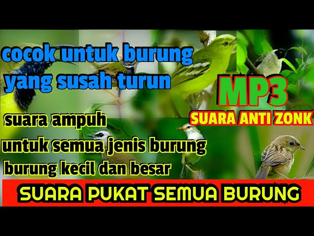 MP3 SUARA PIKAT SEMUA JENIS BURUNG |BURUNG KECIL DAN BESAR class=