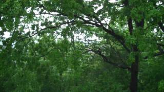Thunderstorm.mp4