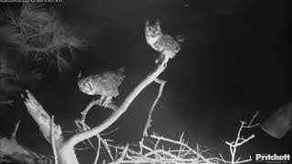 Owls Duet on SWFL Eagles Nest (10/28/24, Southwest Florida Eagle Cam).