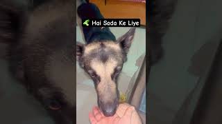Buddy ka desi diet plan on point 🔥 #trending #shortsfeed #viral #viral #animals #funnyreel #fypシ