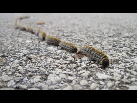 Processionary caterpillars - YouTube