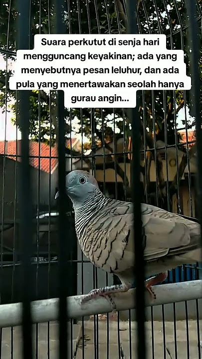 PESAN LELUHUR ATAU....#perkutut #perkututlokal #Perkututgacor #Legend #story #perkututlokalgacor