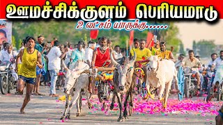 ஊமச்சிக்குளம் பெரியமாடு  01/02/2026 Umachikkulam Periya maadu #krish_studio_kattumavadi  #maattu_van screenshot 4