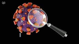 New viruses and immune defenses discovered in Asgard archaea