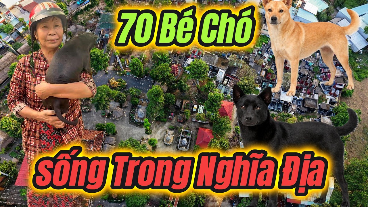 Phát Hiện Gần 100 Bé Chó Đang Sống Ở Nghĩa Địa Trong Một Ngôi Chùa Ở Sài Gòn.