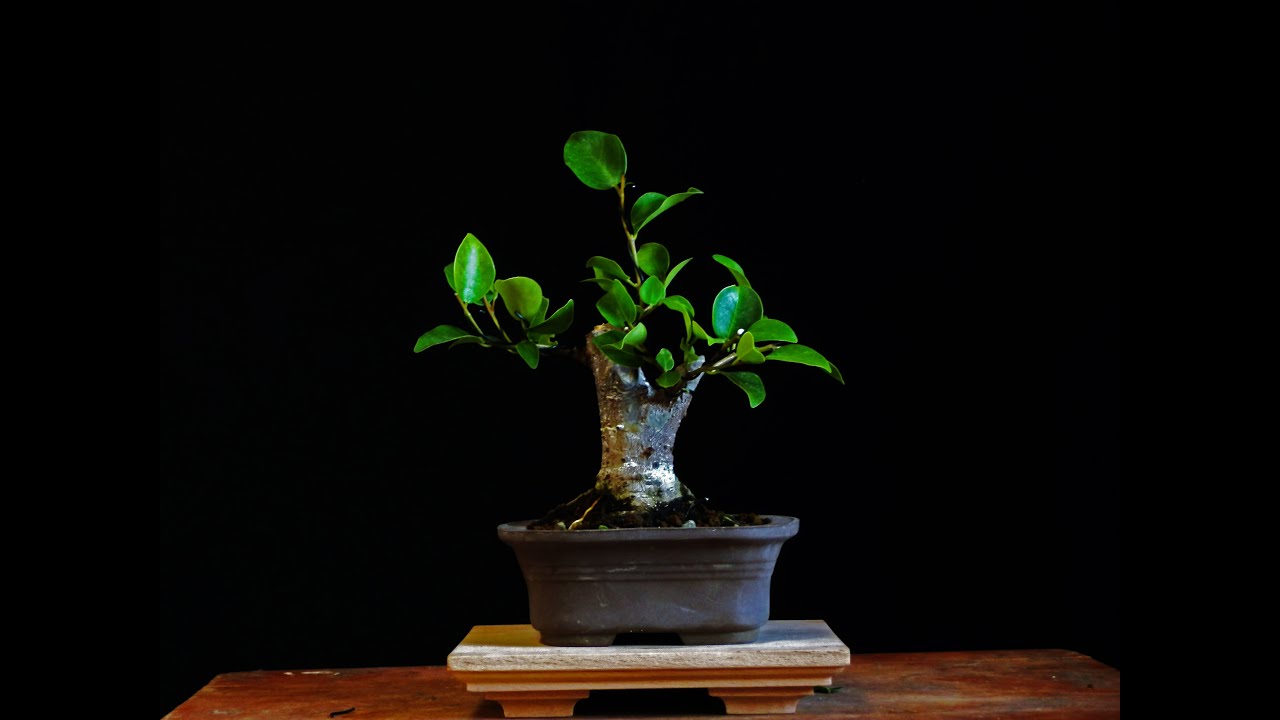 Como Hacer un Bonsái con un Ficus de Vivero PASO a PASO FÁCIL
