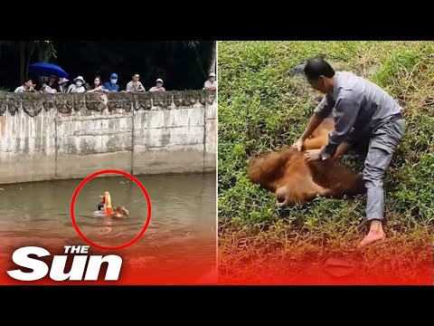 Moment drowning orangutan rescued by hero zookeeper #Shorts 🦧.