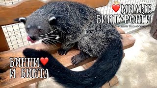 ❤️Эксклюзив! БИНТУРОНГИ: БИННИ и БИНТА. Lovely binturongs at the Bakhchisaraу zoo. Crimea