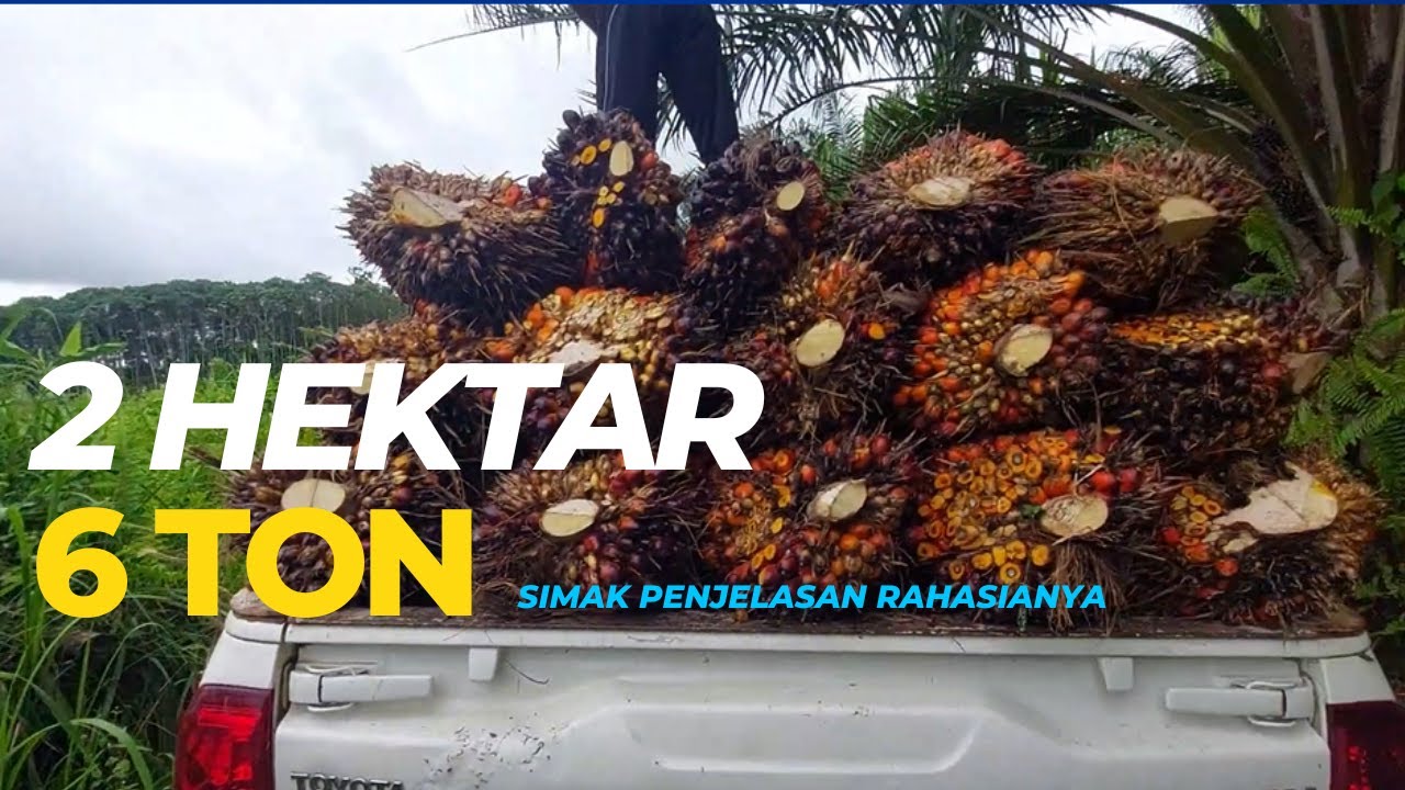 Panen Sawit 2 Hektar Tembus 6 Ton Perbulan