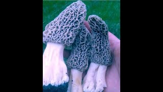 The Intrepid Forager: Episode 19 White Morel