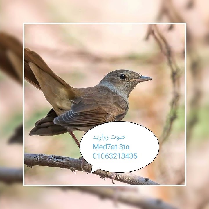 صوت  الشحيم الزرادي ( الدخل) حصري