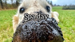 Golden retrievers loves a good spa day 😅