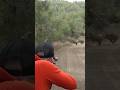 Wild boar hunting #youtubeshorts #wildboarhunt #wildlife