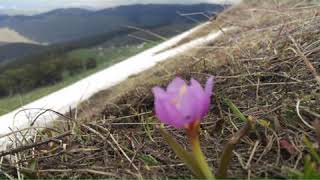 GURBETTEN SILAYA SELAM OLSUN