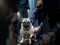 Sad Story of a Pug Dog at the Market #shorts