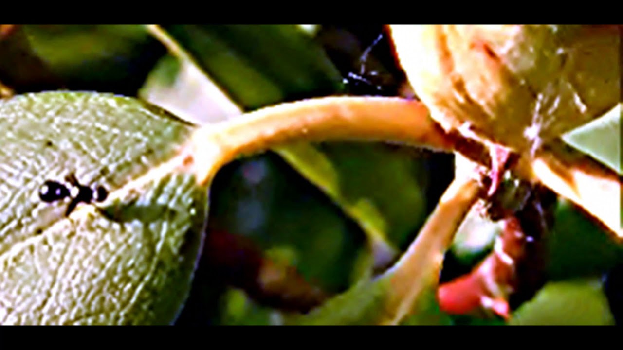 Naturbeobachtung Glänzende Schwingfliege(Sepsis fulgens(Meigen 1826)) Mai 2020 auf Rhododendron