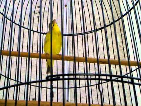 Burung Mozambik Ngerol Panjang Youtube
