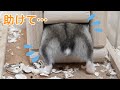 ハムスターの巣箱をガサ入れしたらガチギレされました。