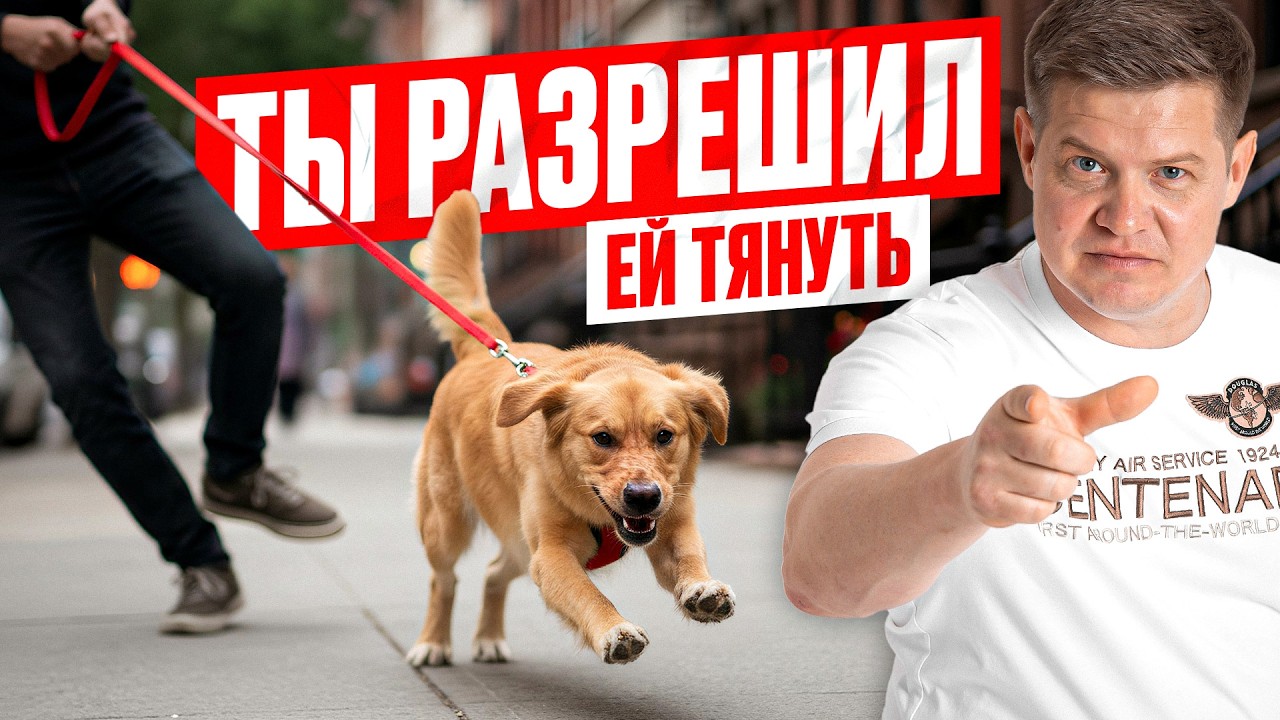 Большой разбор ошибок владельцев собак. Опыт кинолога