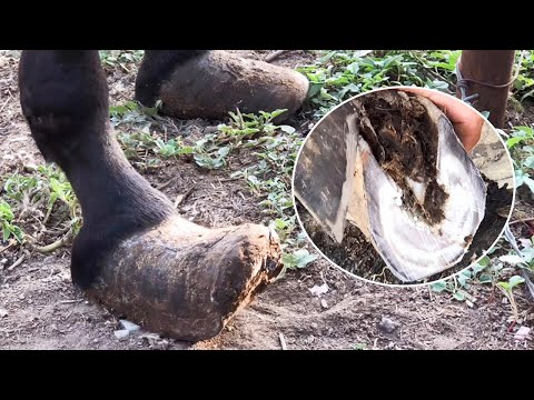 “僵尸驴蹄”长成榔头状，一个厚长一个短宽，修完胃口立马变好！【农村张卜】