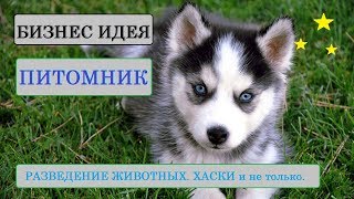 Бизнес идея. Питомник. Разведение животных. Хаски. Контактный зоопарк.