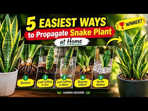 How to Propagate Snake Plants: 5 Simple Methods That Actually Work