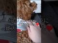 寛大なトイプードル（ぴの）#トイプードル #toypoodle #寛大#優しい#可愛い#癒し#犬