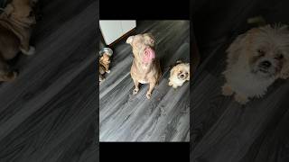 Shih tzu pitbull mix